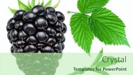  Presentation with blackberry - PPT layouts having blackberry-fruit-and-green-leaves background and a  colored foreground