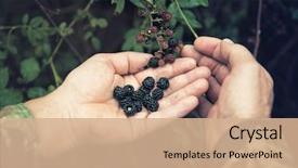  Presentation with blackberry - Colorful slides enhanced with blackberry harvesting closeup view backdrop and a coral colored foreground