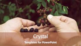  Presentation with blackberry - Slides with blackberry harvesting closeup view background and a coral colored foreground