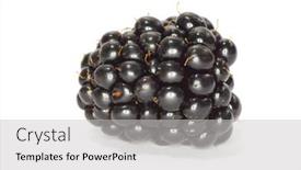 Presentation with blackberry - Slides having blackberry-isolated-on-a-white background and a light gray colored foreground