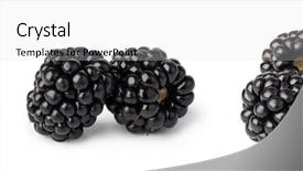  Presentation with blackberry - PPT theme featuring blackberry isolated on white background background and a light gray colored foreground
