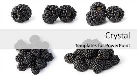  Presentation with blackberry - Theme consisting of blackberry isolated on white background background and a white colored foreground
