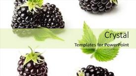  Presentation with blackberry - PPT layouts consisting of blackberry isolated on white background background and a soft green colored foreground