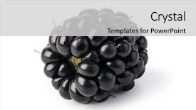  Presentation with blackberry - Colorful theme enhanced with blackberry isolated on white background backdrop and a light gray colored foreground