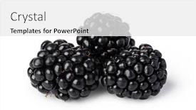  Presentation with blackberry - Amazing PPT theme having blackberry isolated on white background backdrop and a white colored foreground