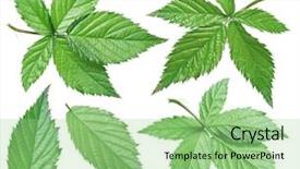  Presentation with leaf pathogen - Slide set featuring blackberry leaf on the white background and a mint green colored foreground