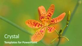  Presentation with iris flower - Theme consisting of blackberry lily leopard flower background and a  colored foreground