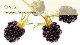  Presentation with herbal medicine - Colorful slide deck enhanced with blackberry rubus fruticosus is sometimes used in herbal medicine as a treatment for diarrhea and dysentery backdrop and a cream colored foreground