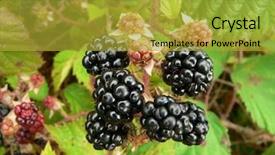  Presentation with blackberry - Audience pleasing PPT theme consisting of blackberry backdrop and a gold colored foreground