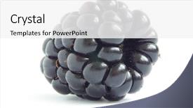  Presentation with blackberry - Audience pleasing slides consisting of blackberry backdrop and a white colored foreground