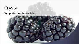  Presentation with blackberry - PPT theme featuring blackberry background and a white colored foreground