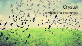  Presentation with old paper - Amazing slides having blackbird - image from old paper backdrop and a soft green colored foreground