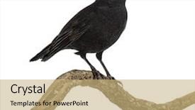  Presentation with branch - Cool new slide set with blackbird - turdus merula on a wood backdrop and a coral colored foreground