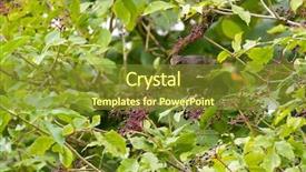  Presentation with bird - Theme featuring common blackbird bird with yellow background and a yellow colored foreground