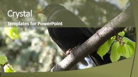  Presentation with olive tree branch ripe - Cool new presentation design with blackbird on a tree branch backdrop and a  colored foreground