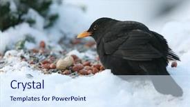  Presentation with christmas winter a table - Presentation with rajputs - city palace pichola lake udaipur background and a light blue colored foreground