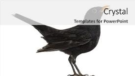  Presentation with brown sugar isolated on white - PPT theme having blackbird turdus merula isolated background and a white colored foreground