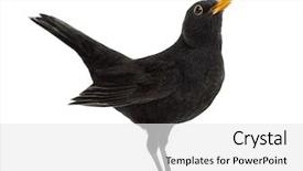  Presentation with animal pets on white - Presentation design featuring blackbird turdus merula isolated background and a white colored foreground