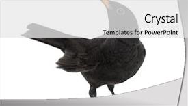  Presentation with looking for their - Beautiful presentation design featuring blackbird turdus merula looking up backdrop and a white colored foreground