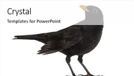  Presentation with looking for their - Presentation featuring blackbird turdus merula looking up background and a white colored foreground