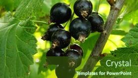  Presentation with blackcurrant - Audience pleasing presentation consisting of blackcurrant-bunch-on-the-branch backdrop and a tawny brown colored foreground