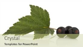  Presentation with blackcurrant - 