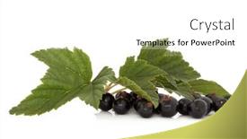  Presentation with blackcurrant - 