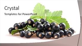  Presentation with blackcurrant - PPT theme consisting of blackcurrant isoalted on white background and a white colored foreground