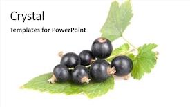  Presentation with blackcurrant - Colorful PPT theme enhanced with blackcurrant isoalted on white backdrop and a white colored foreground