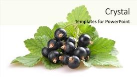  Presentation with blackcurrant - PPT theme consisting of blackcurrant isoalted on white background and a soft green colored foreground