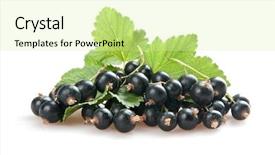  Presentation with blackcurrant - Cool new slides with blackcurrant isoalted on white backdrop and a blonde colored foreground
