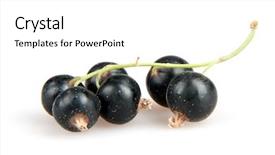  Presentation with blackcurrant - PPT theme enhanced with blackcurrant isoalted on white background and a white colored foreground