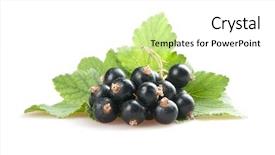  Presentation with blackcurrant - PPT layouts having blackcurrant isoalted on white background and a white colored foreground