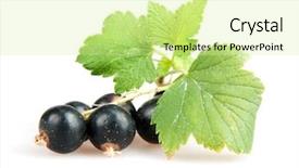  Presentation with blackcurrant - Amazing slides having blackcurrant isoalted on white backdrop and a blonde colored foreground