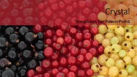  Presentation with blackcurrant - Beautiful PPT layouts featuring blackcurrant redcurrant and white currant backdrop and a  colored foreground