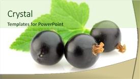  Presentation with blackcurrant - Beautiful theme featuring blackcurrant with leaves backdrop and a mint green colored foreground