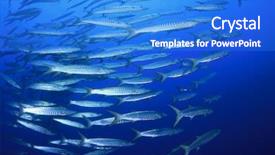  Presentation with salt water fish - PPT theme having blackfin barracuda fish on blue background and a cobalt blue colored foreground