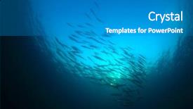  Presentation with fish ocean - Presentation with blackfin barracuda fish school in blue ocean background and a gray colored foreground