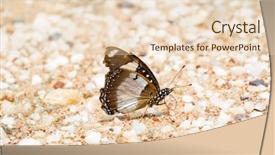  Presentation with butterfly - Presentation having blackish - male danaid eggfly butterfly also background and a lemonade colored foreground