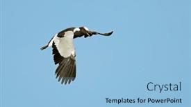  Presentation with south africa - Slides featuring blacksmith-lapwing-vanellus-armatus and a light blue colored foreground