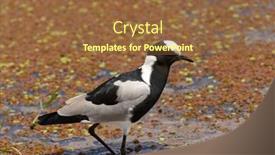  Presentation with scientific - Slide set enhanced with blacksmith-plover-scientific-name-vanellus background and a tawny brown colored foreground