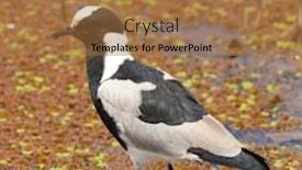  Presentation with water park - Beautiful PPT layouts featuring blacksmith-plover-scientific-name-vanellus backdrop and a coral colored foreground