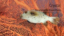  Presentation with puffer - Cool new PPT theme with blackspotted puffer fish pufferfish backdrop and a red colored foreground
