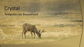  Presentation with antlers - Slides enhanced with blacktail bucks browsing on sparc background and a coral colored foreground