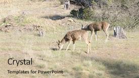  Presentation with browsing security - Presentation theme enhanced with blacktail bucks browsing on sparc background and a  colored foreground