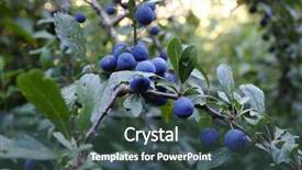  Presentation with growing tree - Audience pleasing theme consisting of blackthorn twig covered in sloes backdrop and a ocean colored foreground