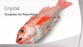  Presentation with class - Colorful slides enhanced with blackthroat-seaperch-rosy-seabass-nodoguro backdrop and a sky blue colored foreground