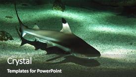  Presentation with shark - Cool new presentation theme with blacktip reef shark carcharhinus melanopterus backdrop and a dark gray colored foreground