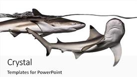  Presentation with sharks - Beautiful PPT theme featuring blacktip reef sharks swimming together backdrop and a light gray colored foreground