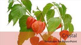  Presentation with chinese lantern - Colorful presentation enhanced with bladder - branch of chinese lantern physalis backdrop and a red colored foreground